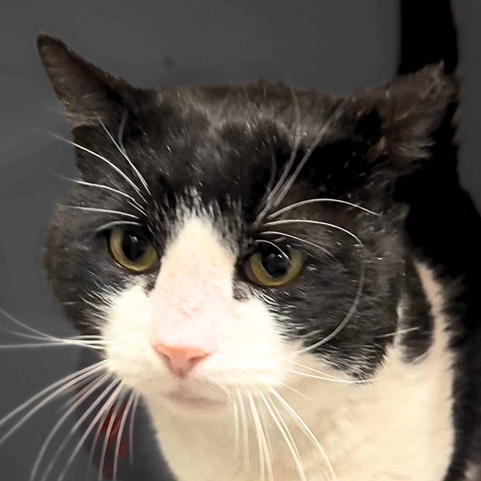 Sylvester Image