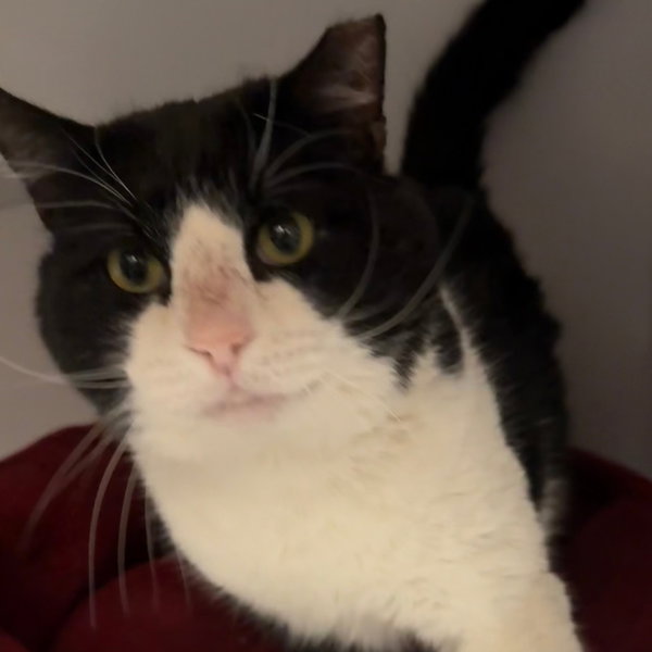 Sylvester
