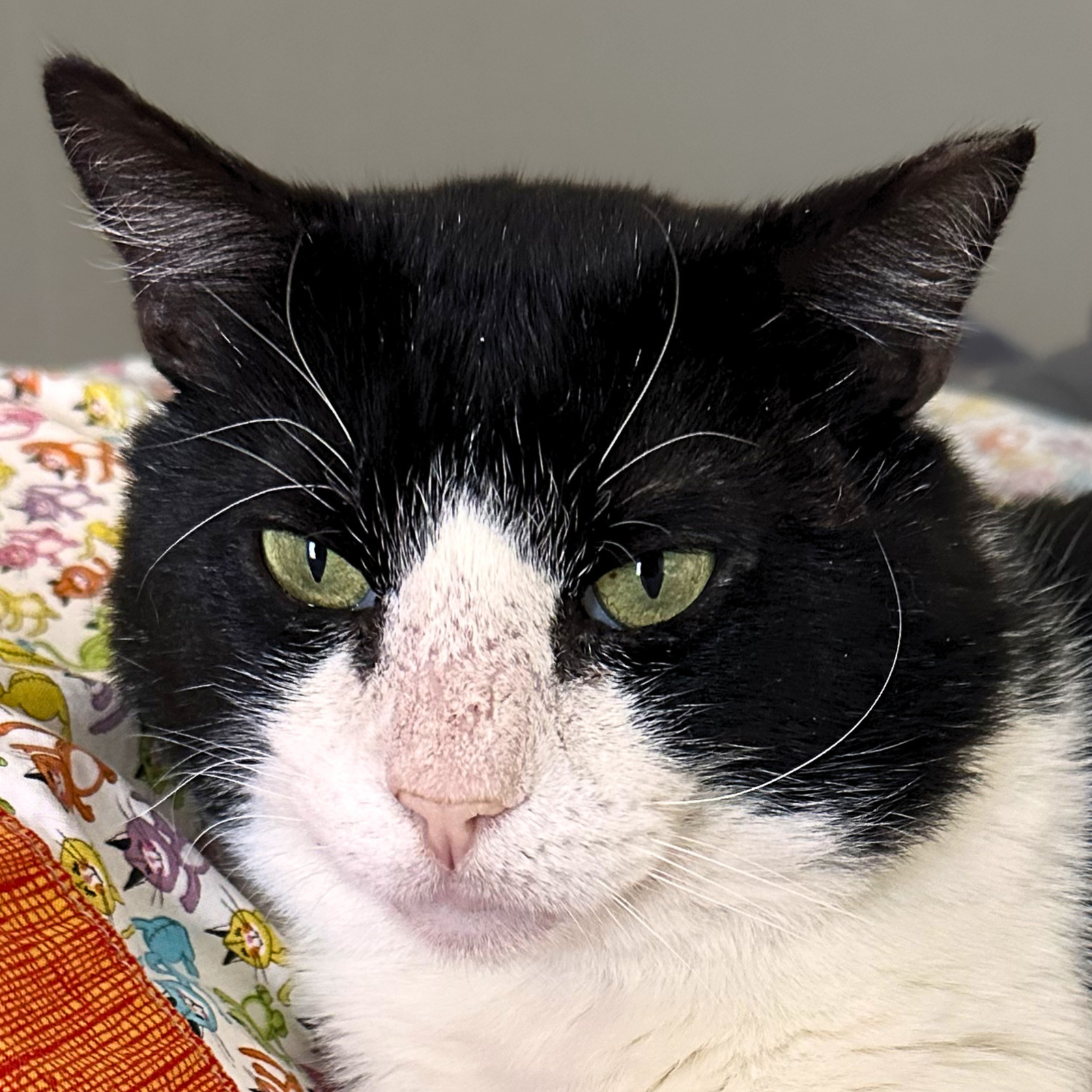 Sylvester