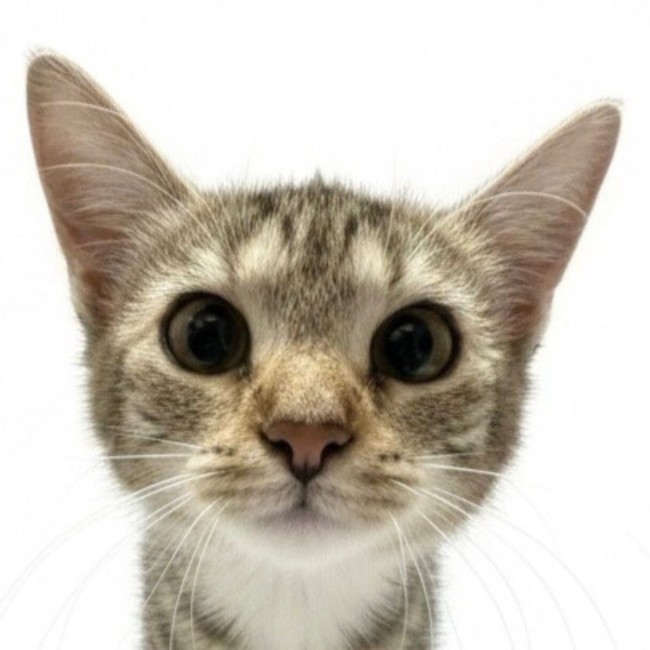 Sandy Marmalade Image