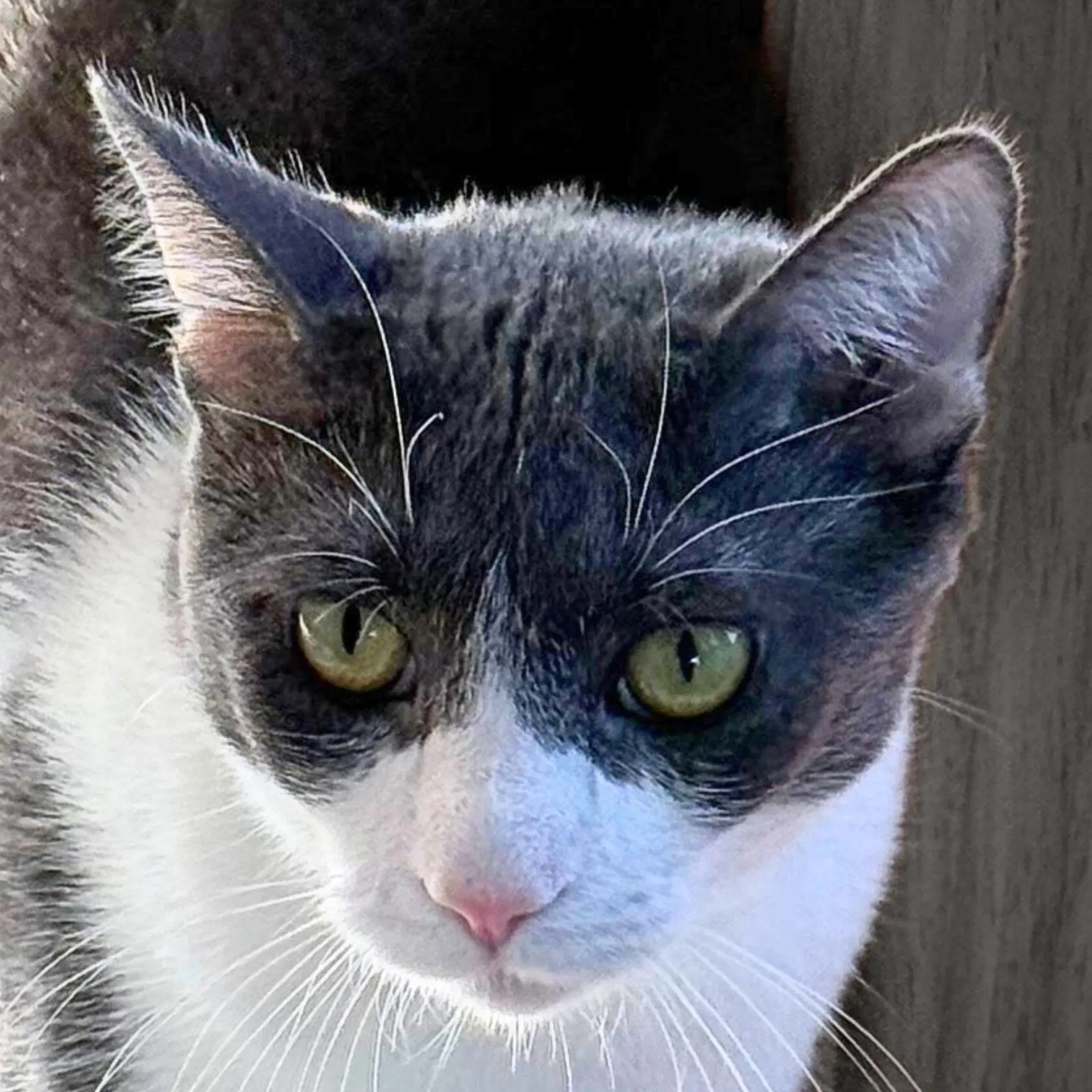 Goosie Gus - Domestic Short Hair
