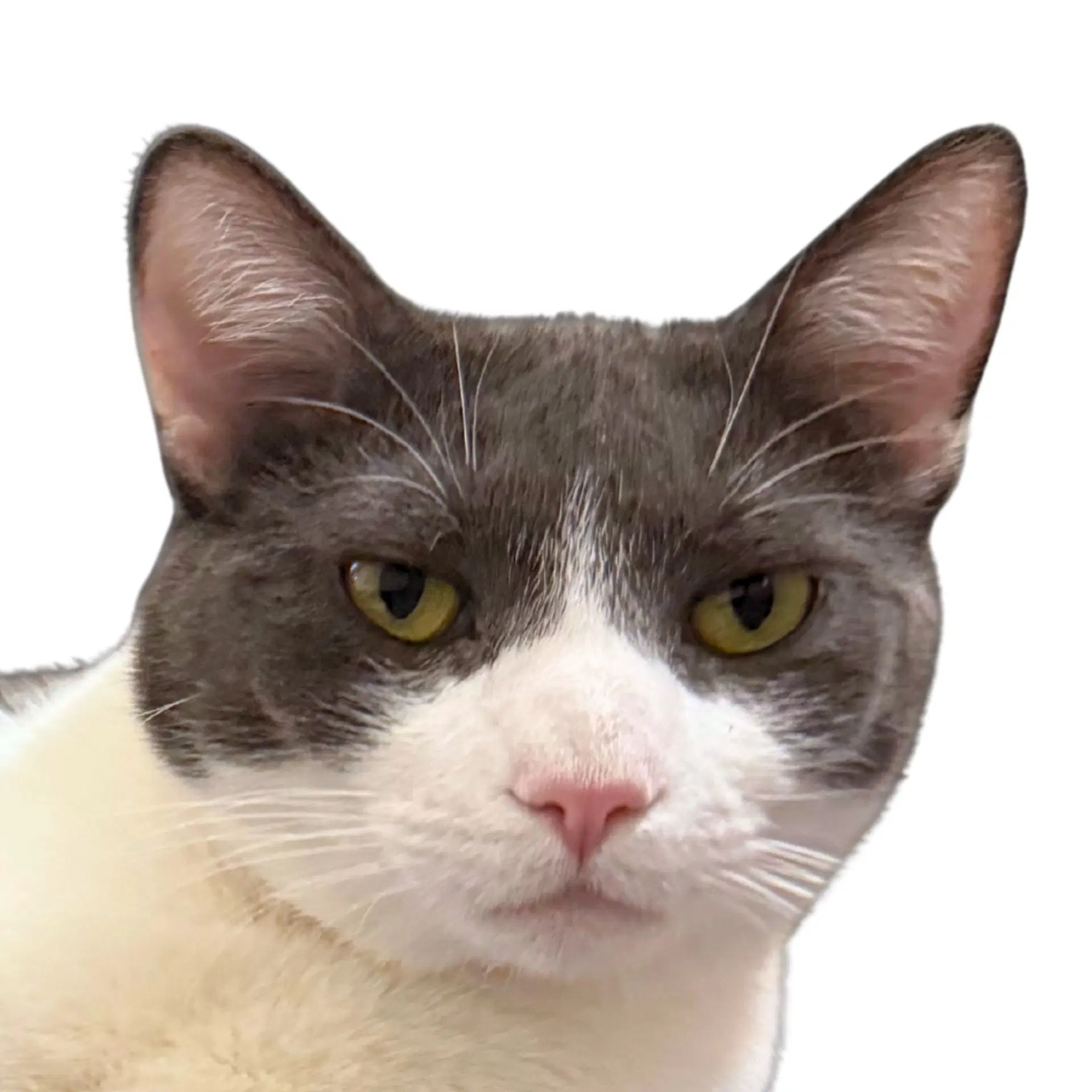 Goosie Gus image 2