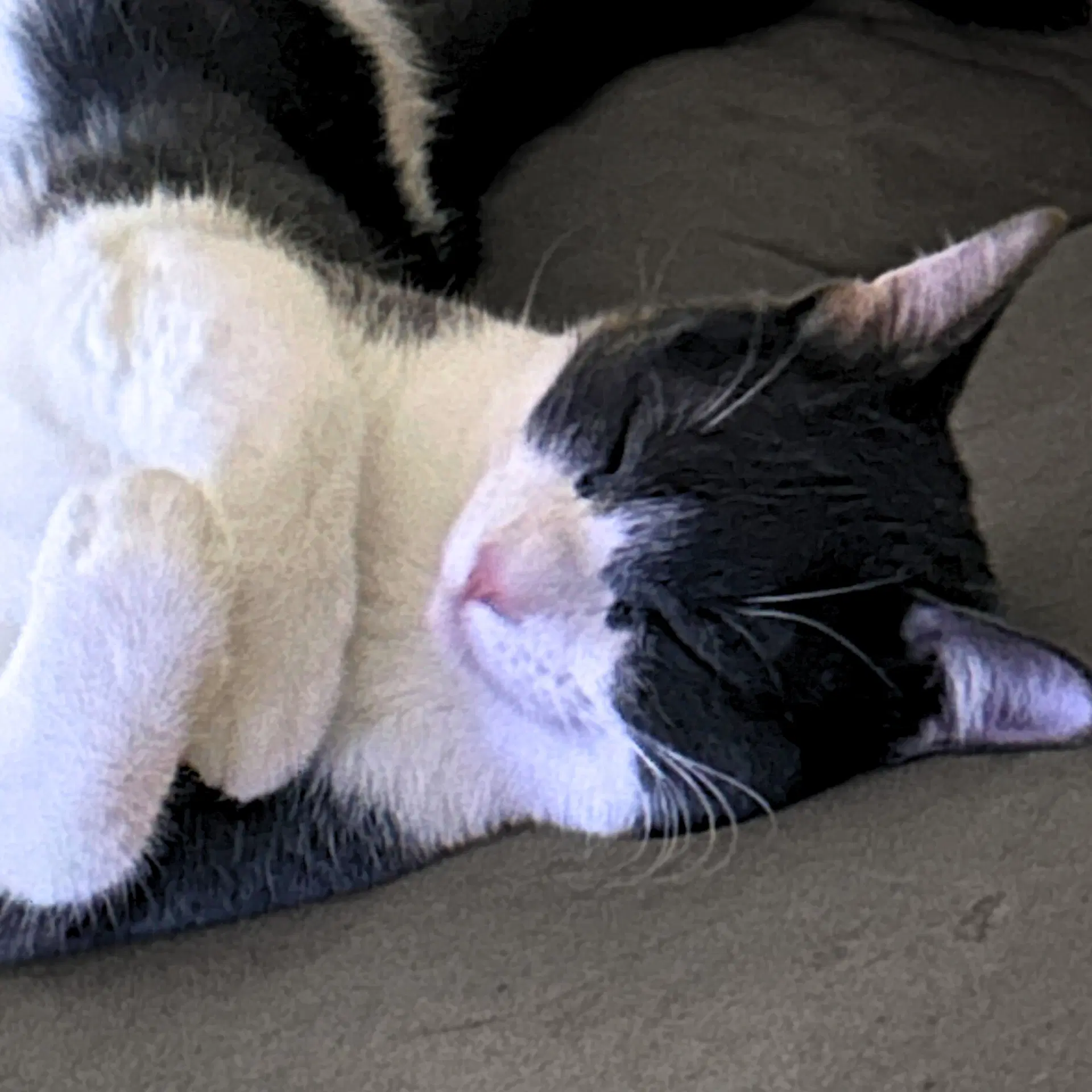Goosie Gus image 3