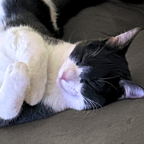 Photo 3 of Goosie Gus