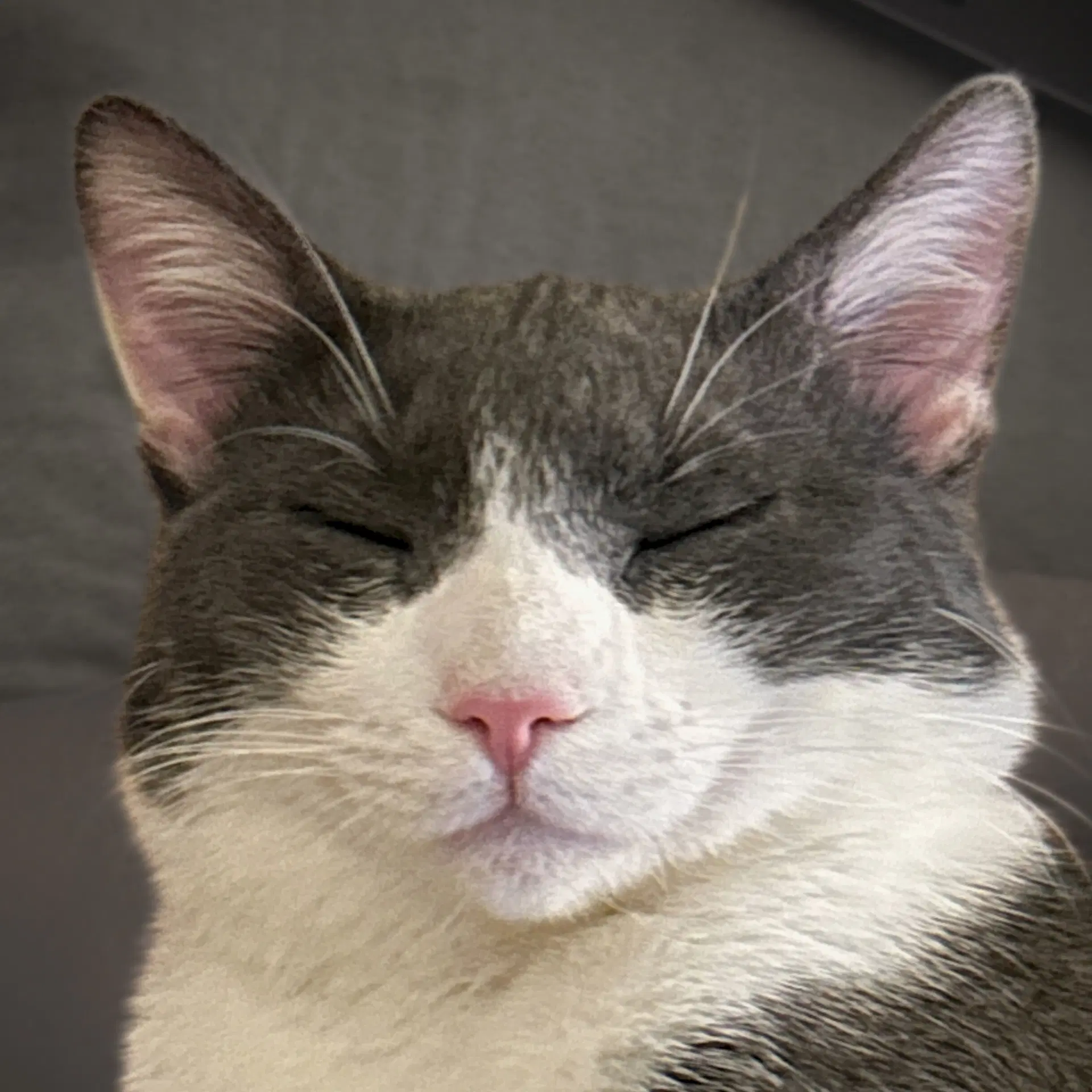 Goosie Gus image 4