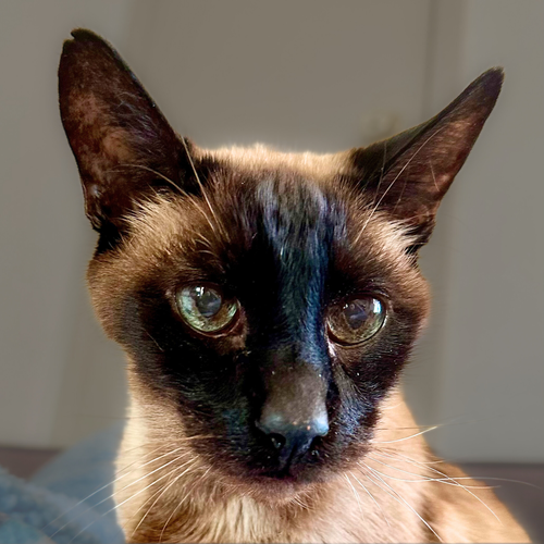 picture of the cat needing adoption