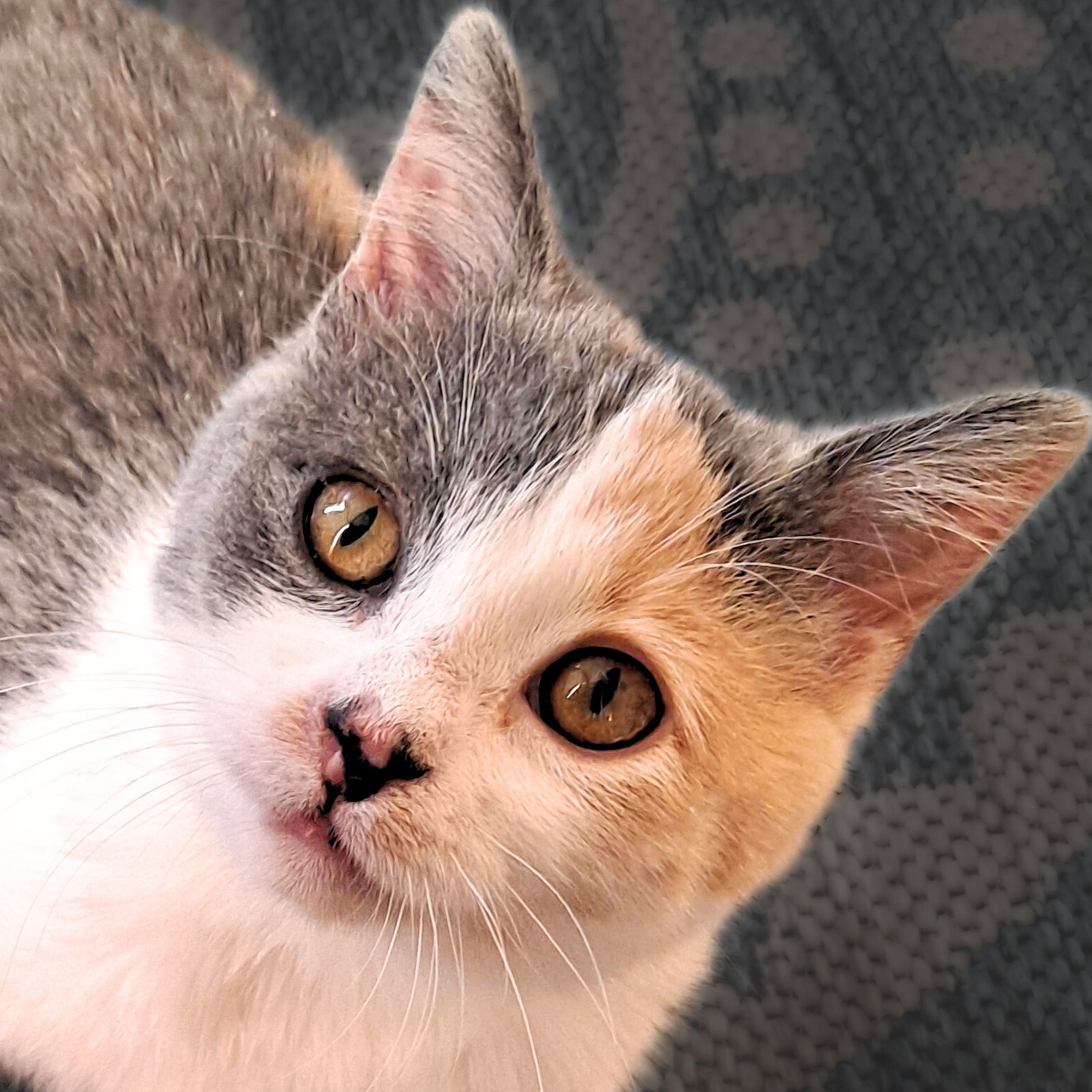 Zoey Image