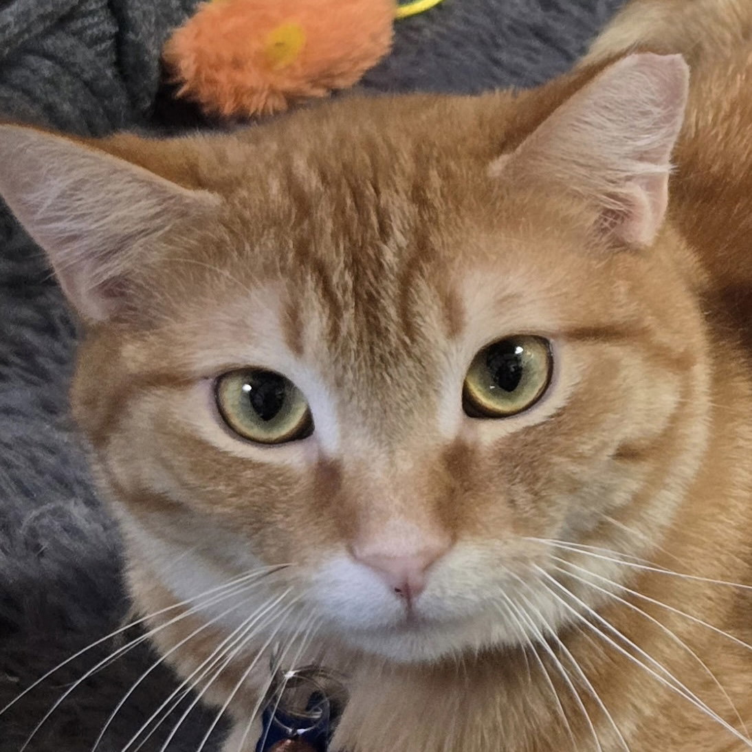 Joey Image
