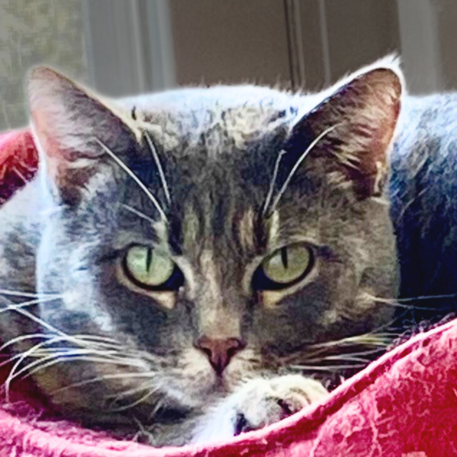 Freya Image