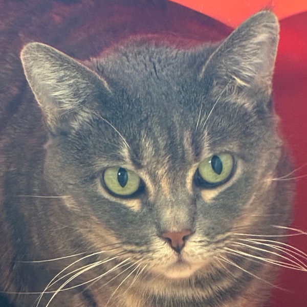 Freya