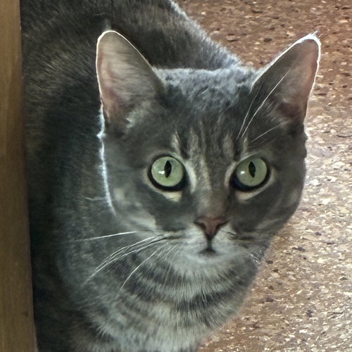 Freya, an adoptable Domestic Short Hair in Santa Fe, NM