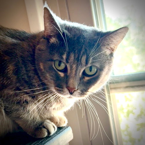 picture of the cat needing adoption