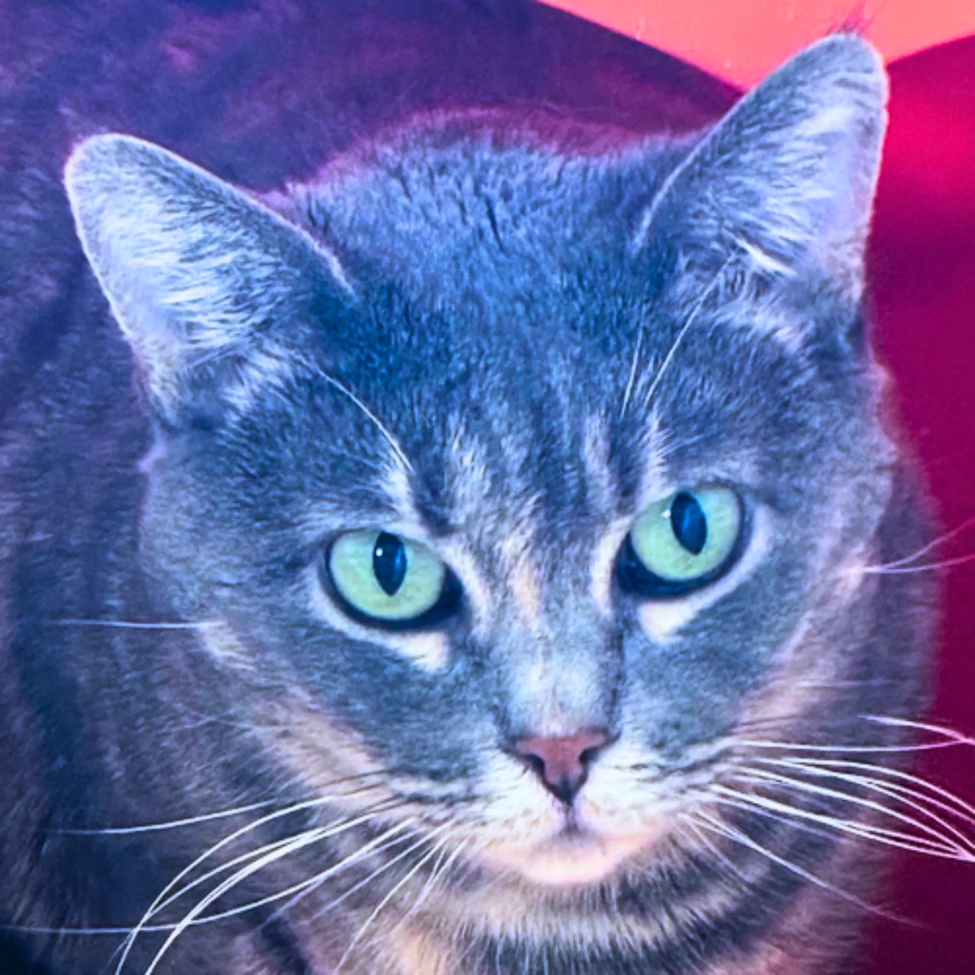 Freya image 2