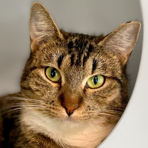 picture of the cat needing adoption