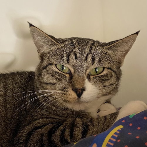 picture of the cat needing adoption