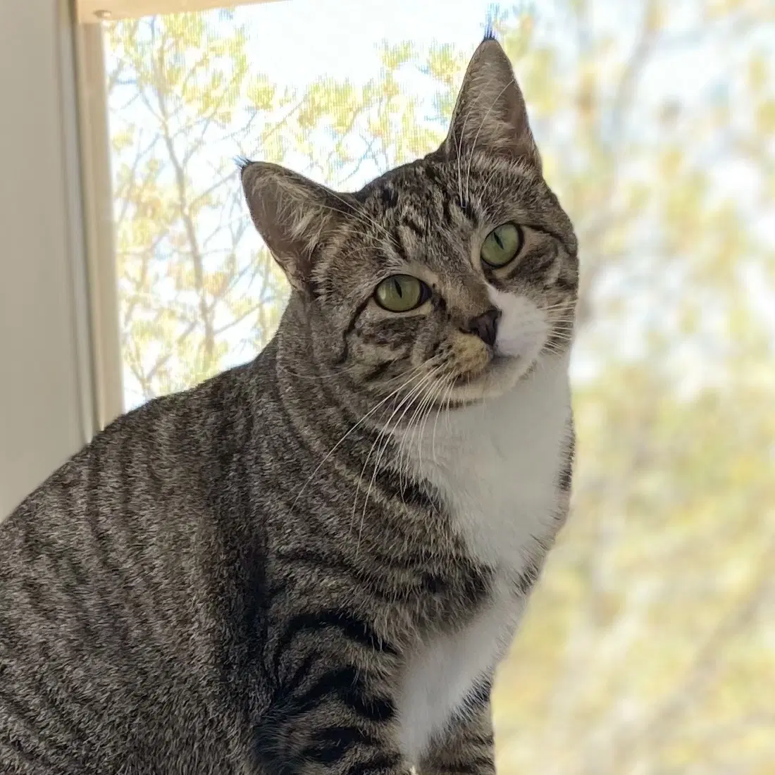 Chess - Domestic Short Hair