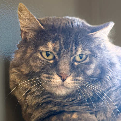 Capuchin, an adoptable Domestic Short Hair in Santa Fe, NM