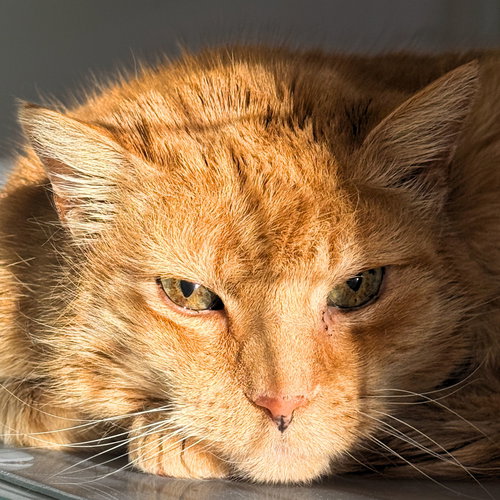 Kabocha, an adoptable Domestic Short Hair in Santa Fe, NM