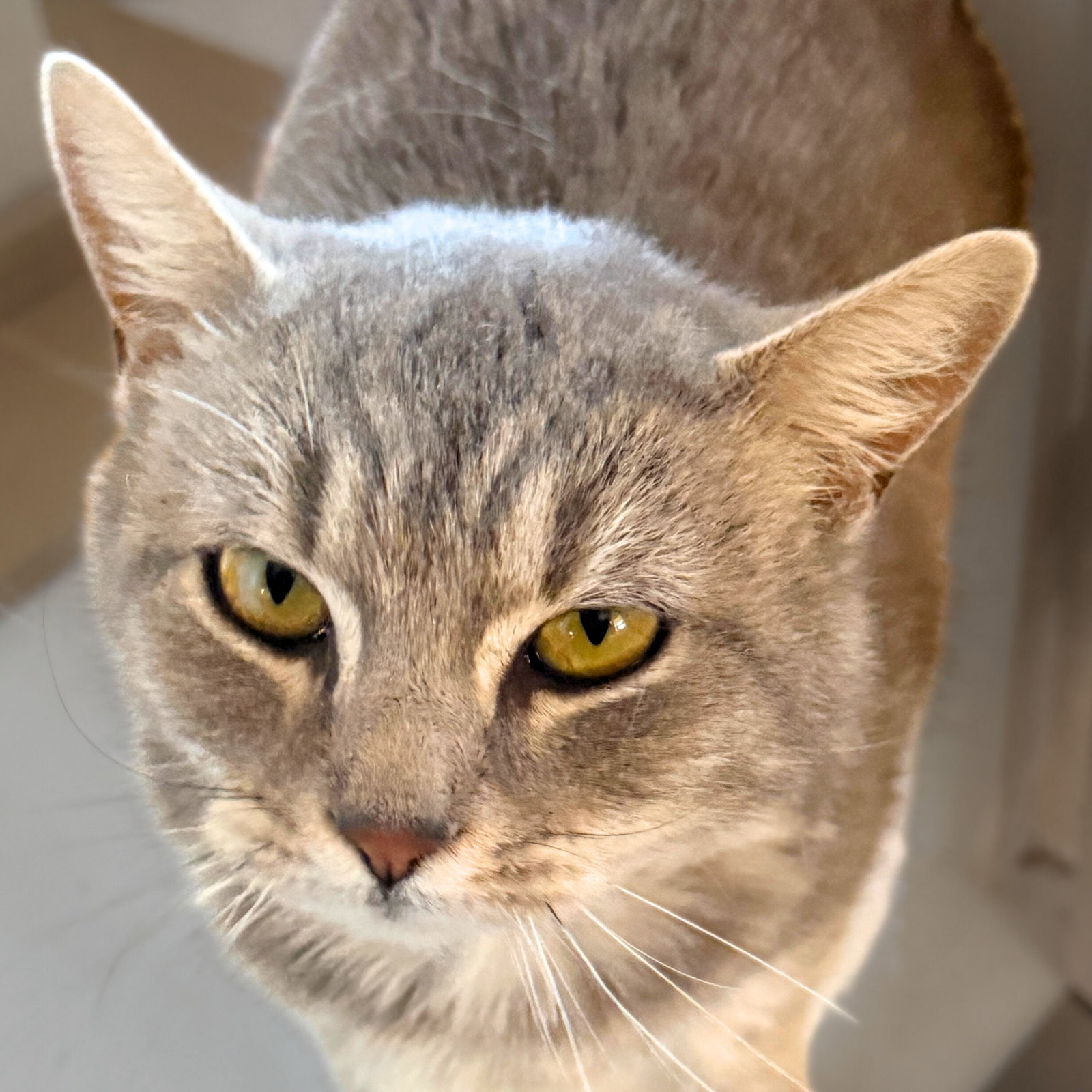 Gigi Image