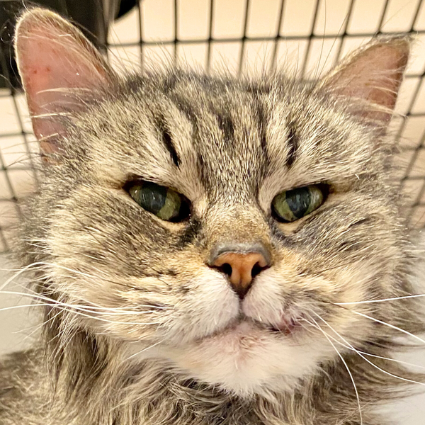 Phoebe [Permanent Foster]