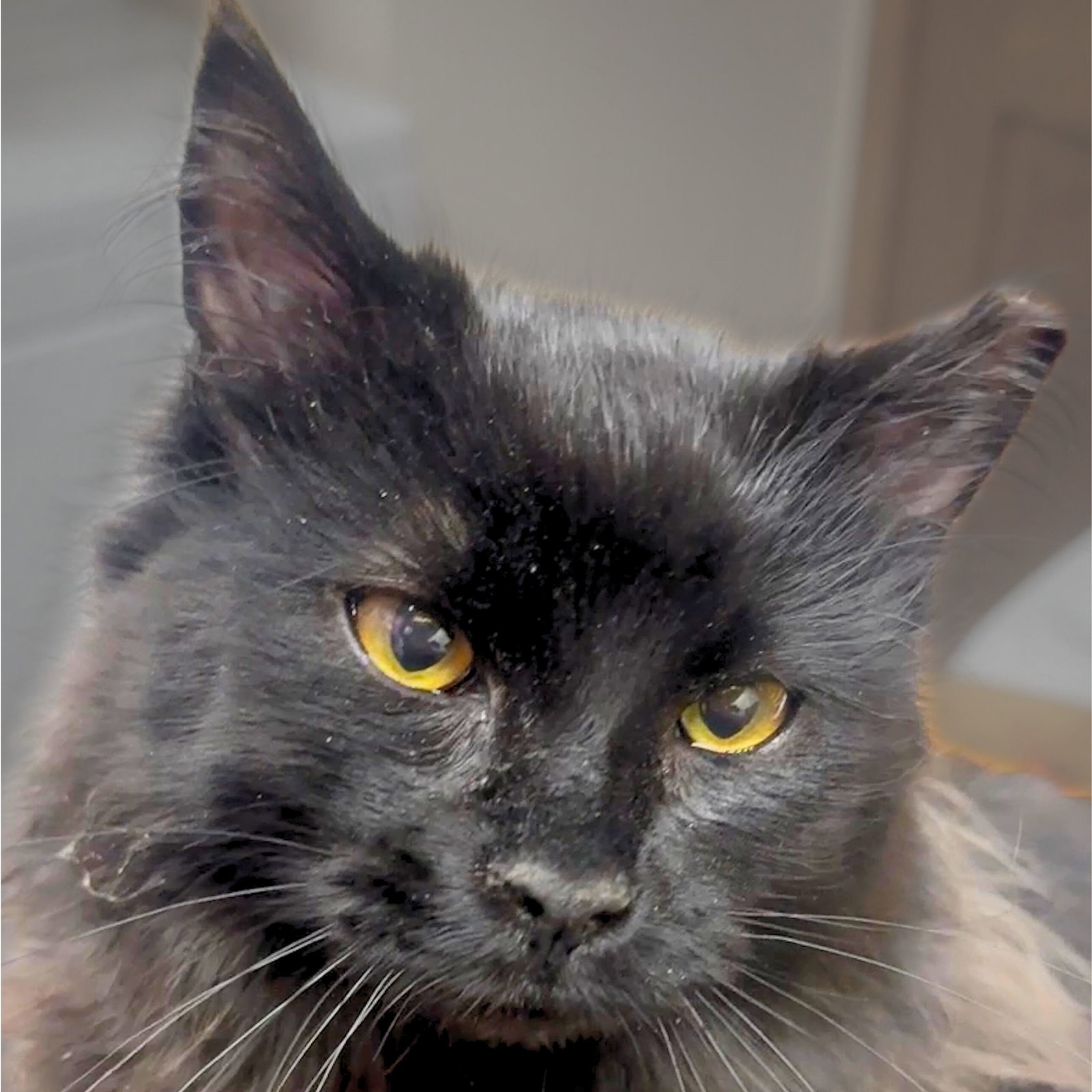 Binx Image