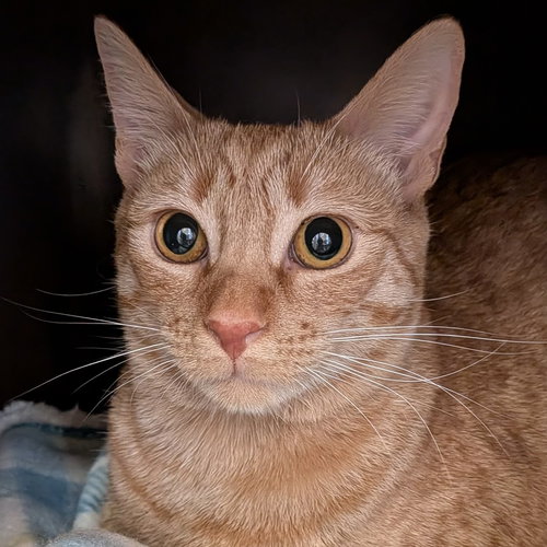 picture of the cat needing adoption