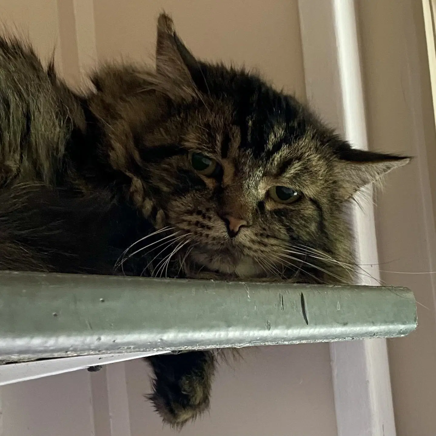 Rufio image 2