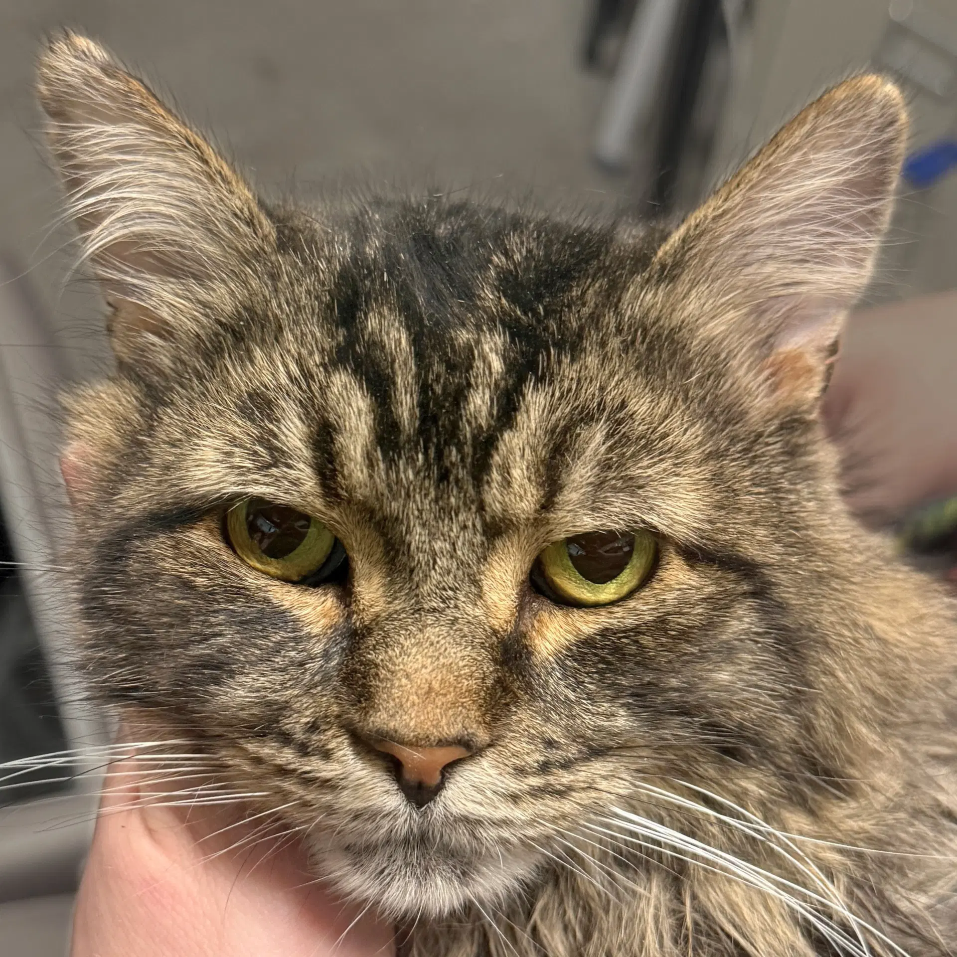 Rufio - Domestic Medium Hair