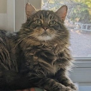 Rufio, photo 4