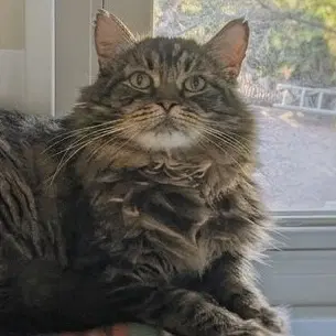 Rufio image 4