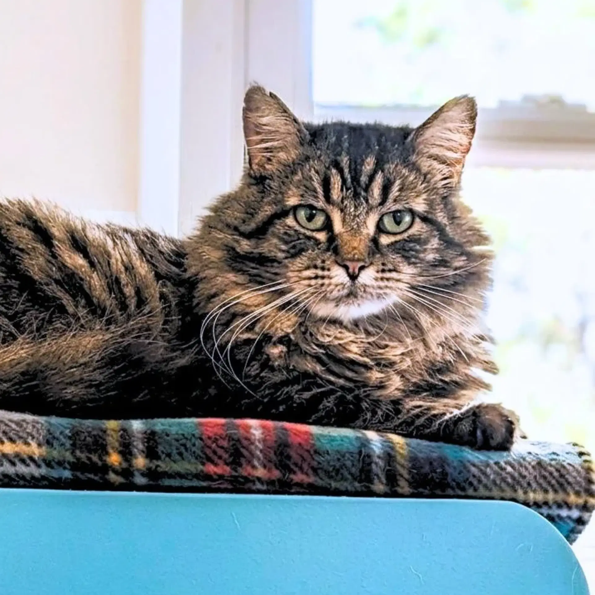 Rufio - Domestic Medium Hair