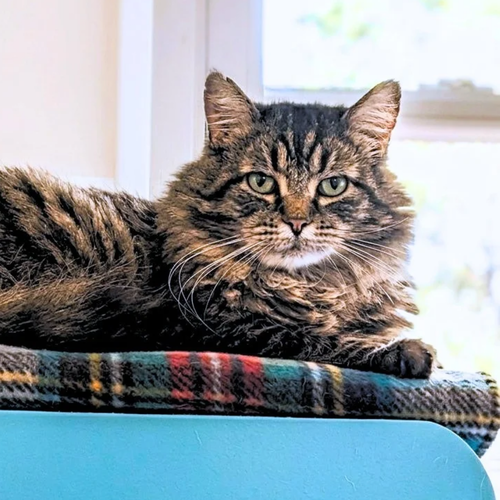 Rufio, a cat for adoption from Felines & Friends New Mexico