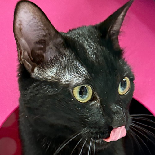 picture of the cat needing adoption