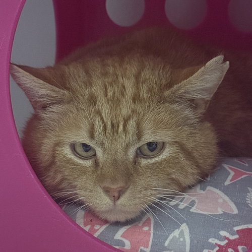 Carmelo, an adoptable Domestic Short Hair in Santa Fe, NM