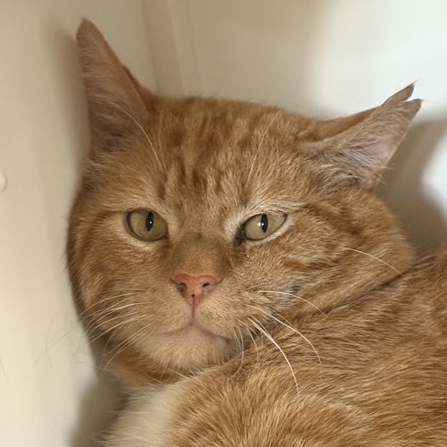 Carmelo, an adoptable Domestic Short Hair in Santa Fe, NM