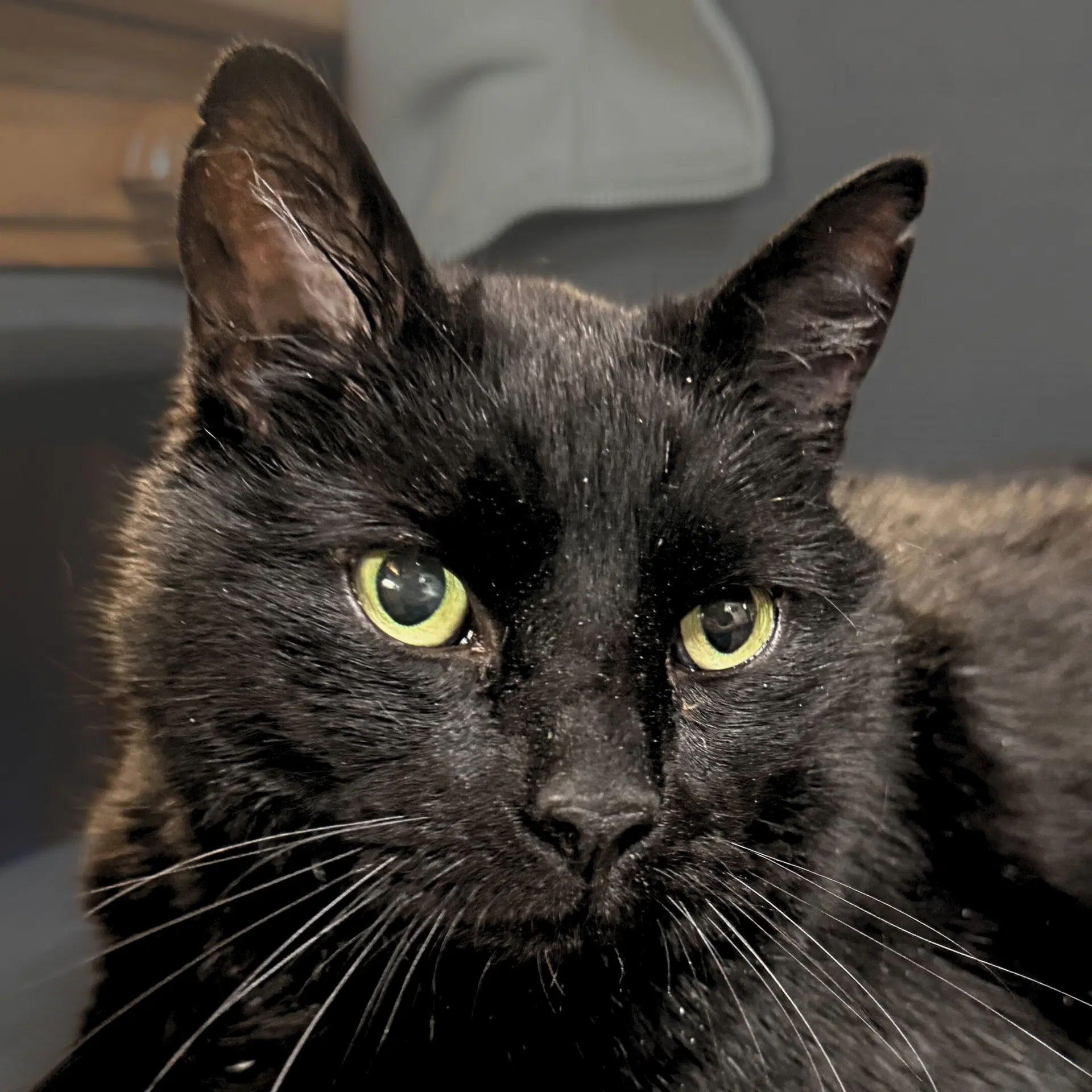 Thor - Domestic Medium Hair