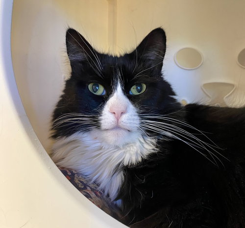 Ferris Mewler, an adoptable Domestic Medium Hair in Santa Fe, NM