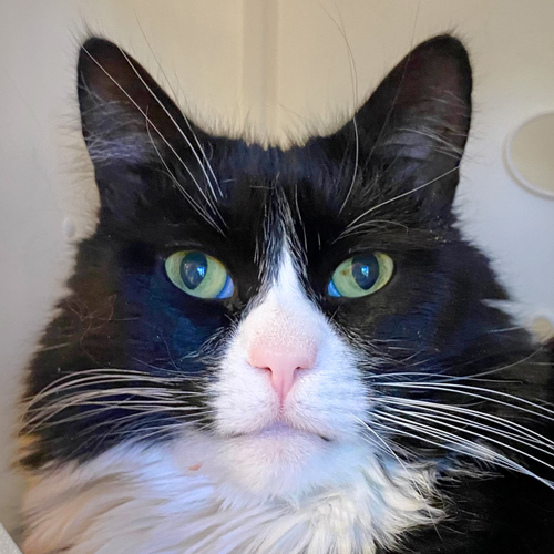 Ferris Mewler, an adoptable Domestic Medium Hair in Santa Fe, NM