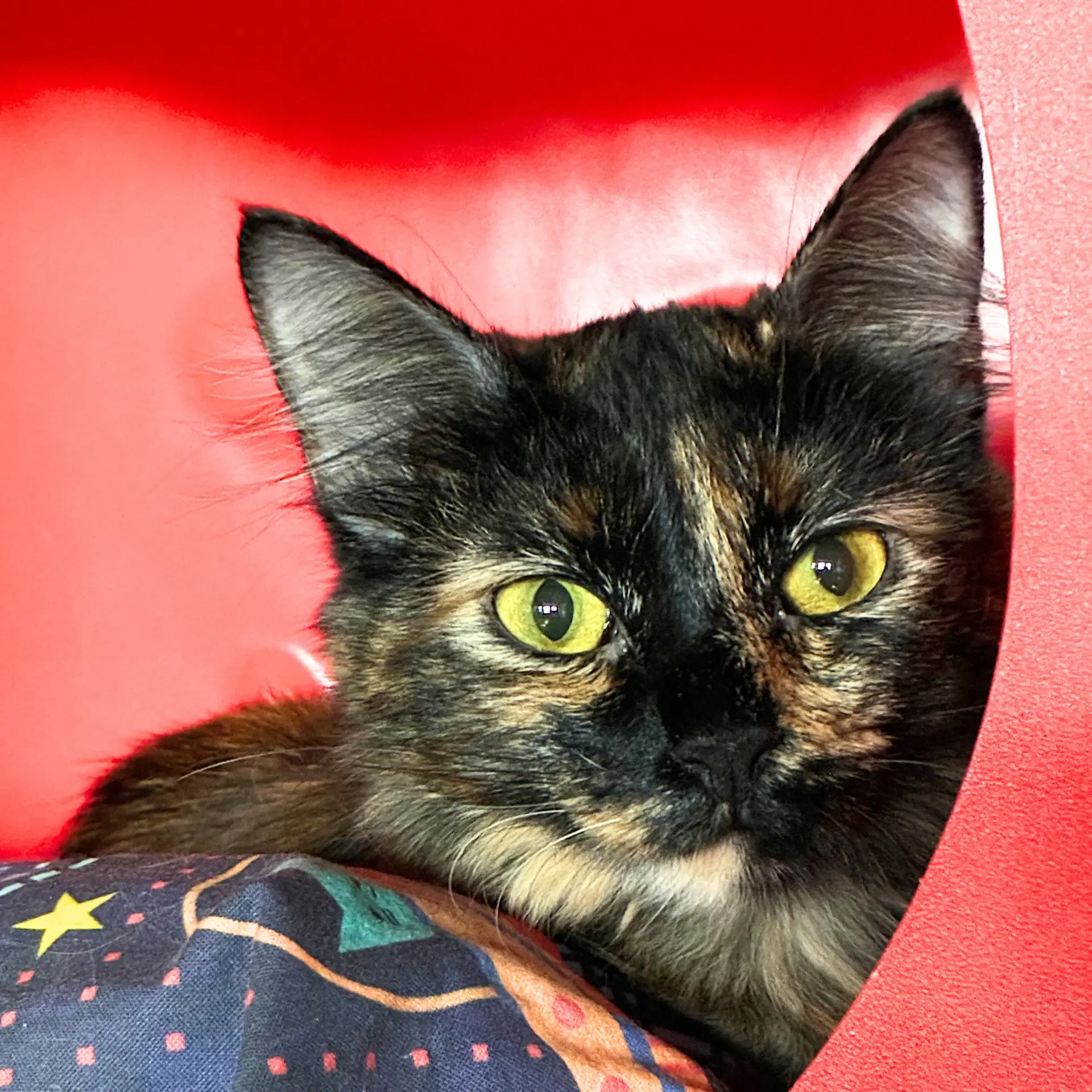 Azurite - Domestic Medium Hair