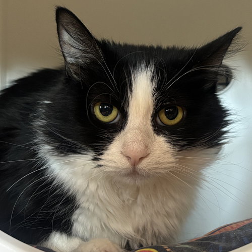 Ambrosia, an adoptable Domestic Medium Hair in Santa Fe, NM