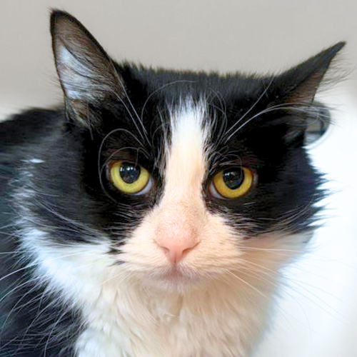 Ambrosia, an adoptable Domestic Medium Hair in Santa Fe, NM
