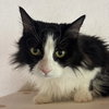 Ambrosia - Photo 2