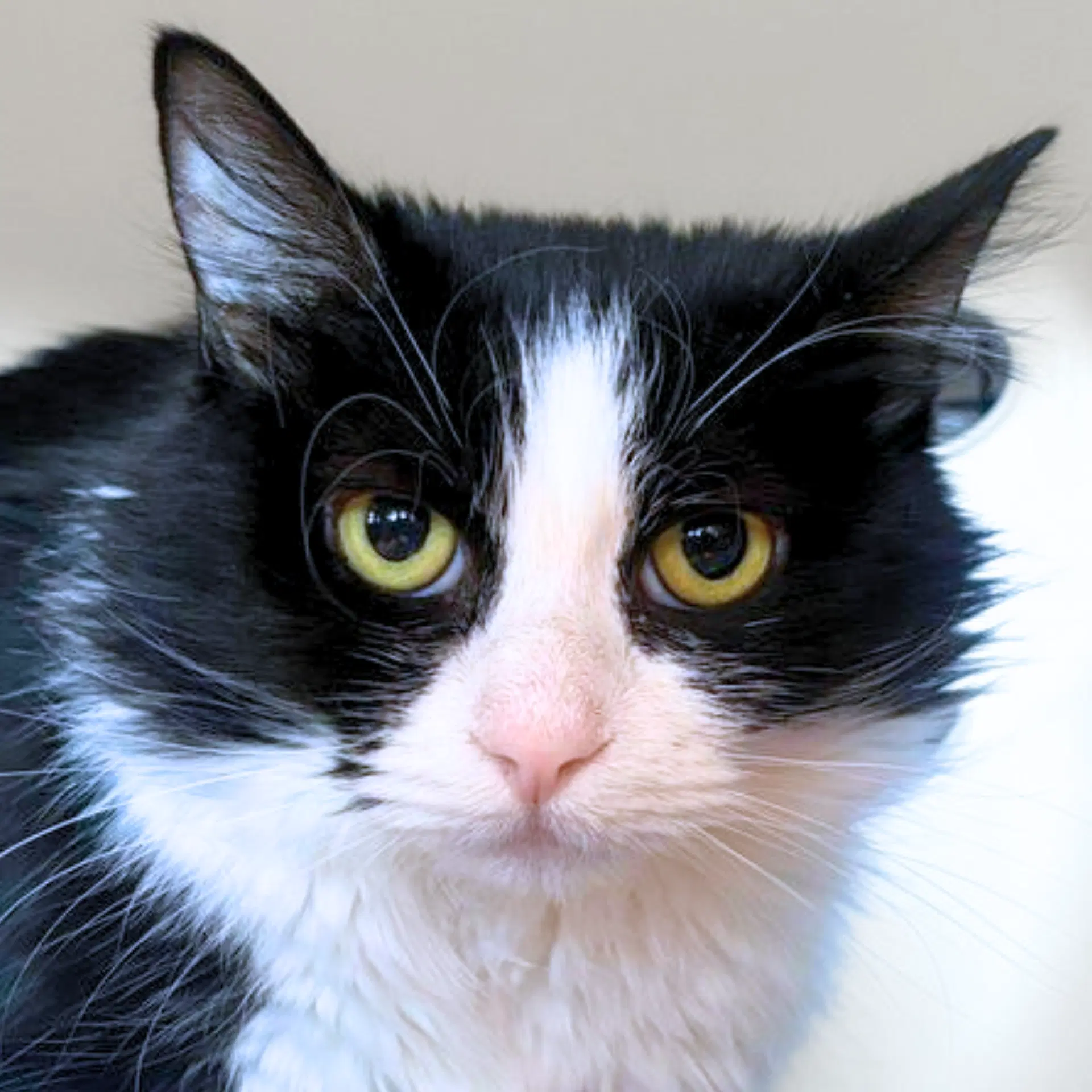 Ambrosia - Domestic Medium Hair