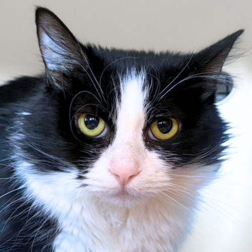 Ambrosia, a cat for adoption from Felines & Friends New Mexico