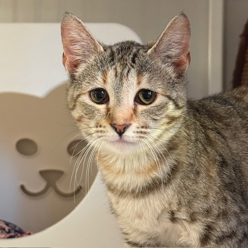 picture of the cat needing adoption