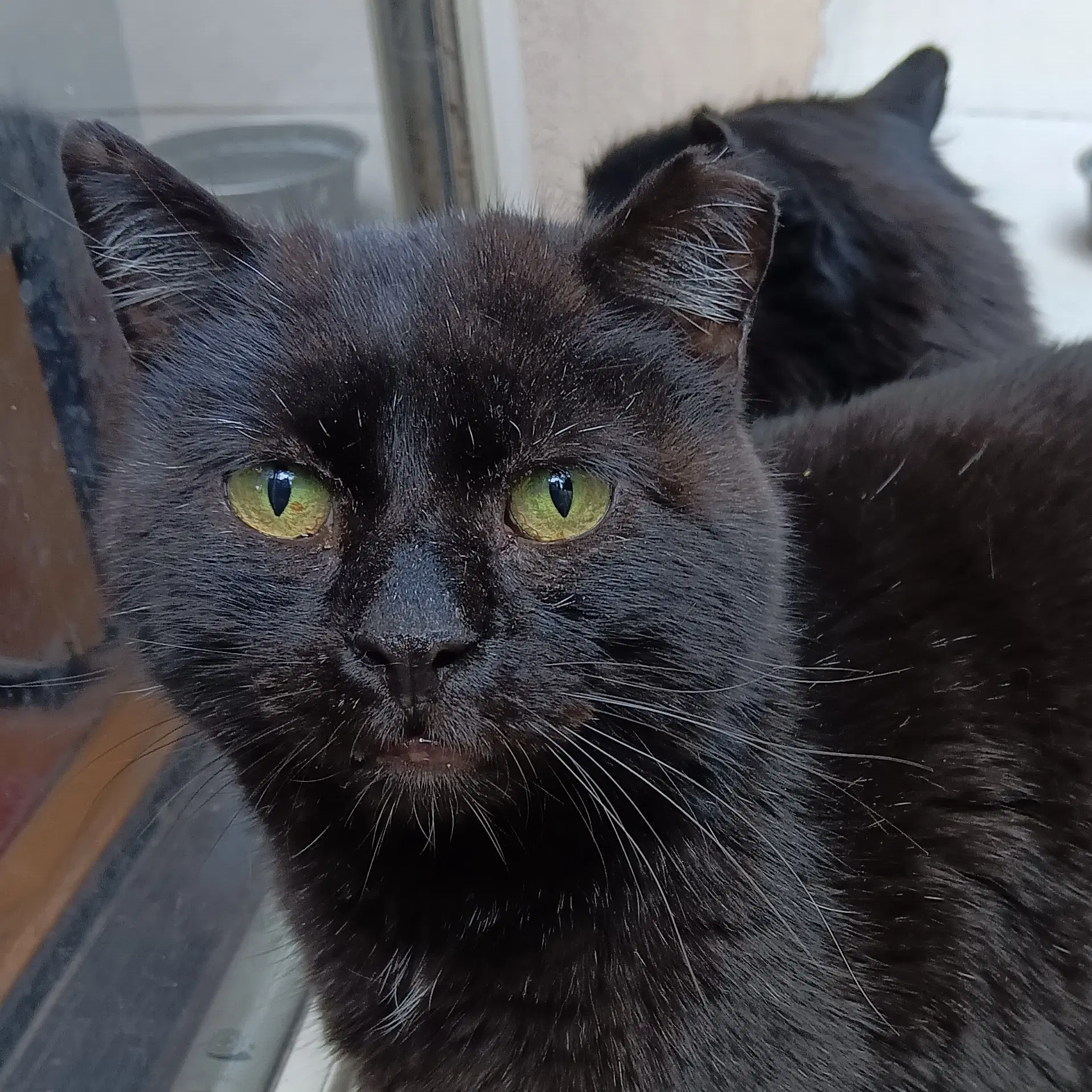 Long Legs And Streak - Domestic Short Hair