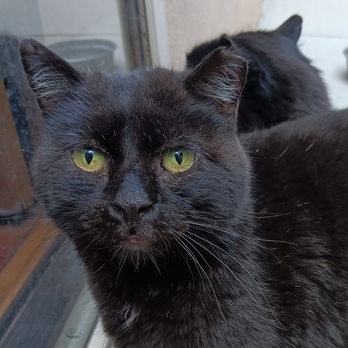 Long Legs [and Streak], an adoptable Domestic Short Hair in Santa Fe, NM