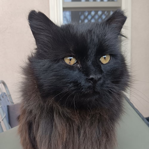 Streak [and Long Legs], an adoptable Domestic Long Hair in Santa Fe, NM