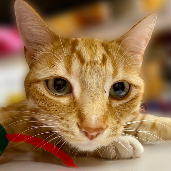 Simon