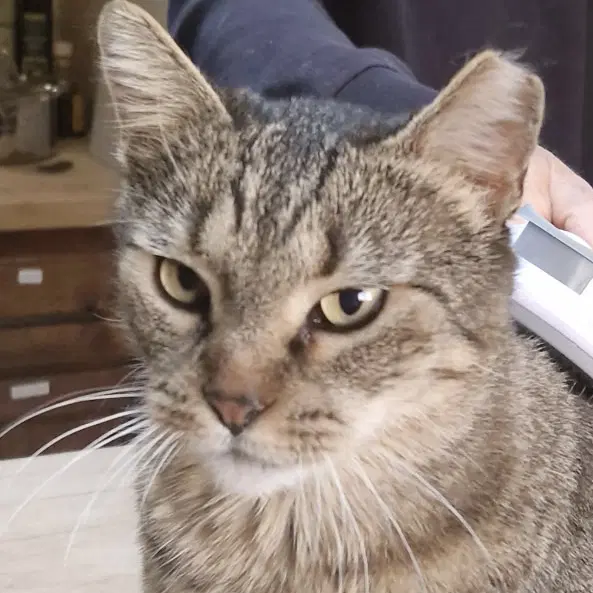 Mr Gray - Domestic Short Hair